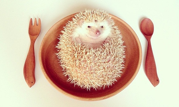 Slika: Darcy the flying hedgehog Instagram