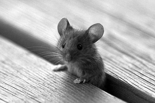 Mouse