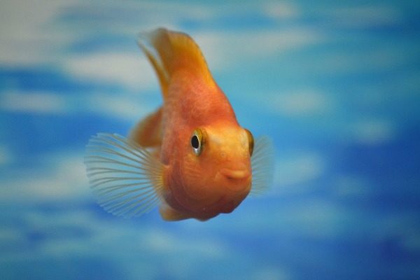 golden_fish_resize
